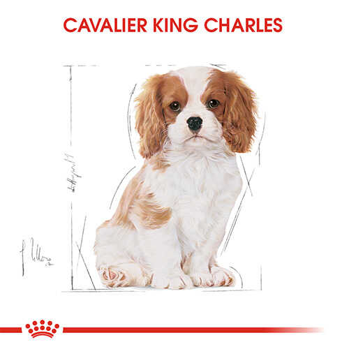 Royal Canin Cavalier King Charles Junior Yavru Köpek Maması 1,5 Kg - Thumbnail