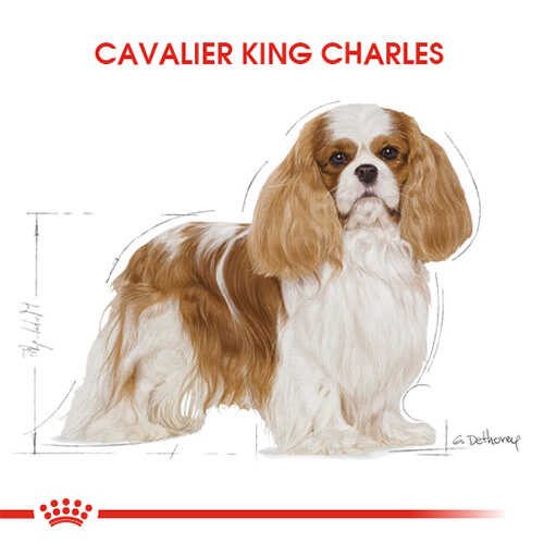 Royal Canin Cavalier King Charles Yetişkin Köpek Maması 1,5 Kg - Thumbnail