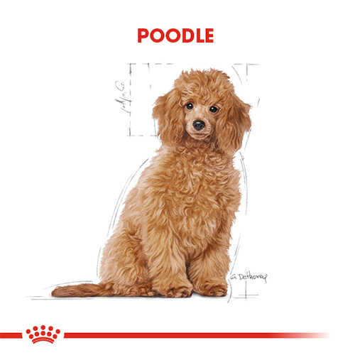 Royal Canin Poodle Junior Yavru Köpek Maması 3 Kg - Thumbnail