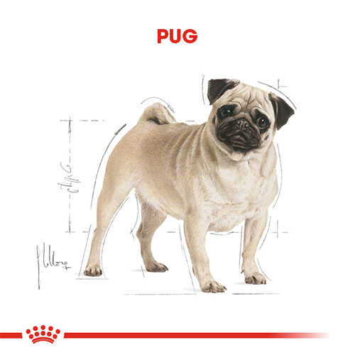 Royal Canin Pug Adult Yetişkin Köpek Maması 1,5 Kg - Thumbnail